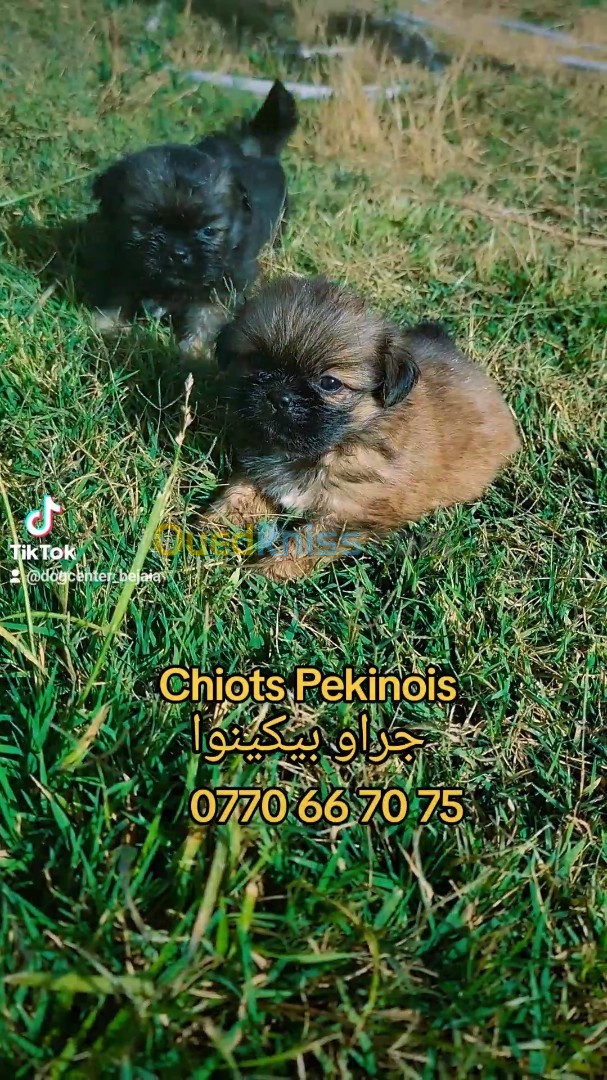 Chiots de Race Pekinois