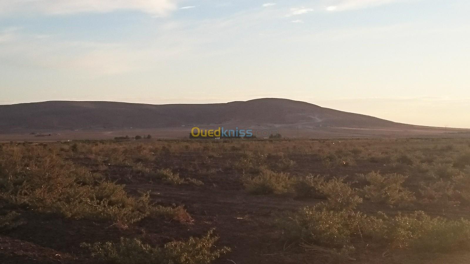 Vente Terrain Agricole Tiaret Rechaiga