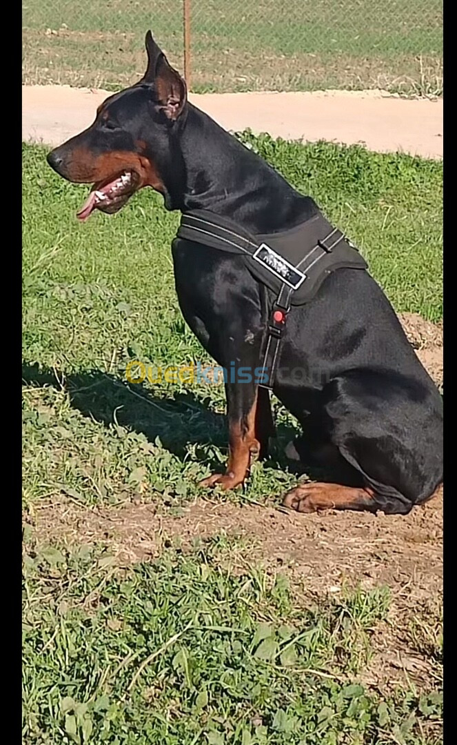 Doberman 