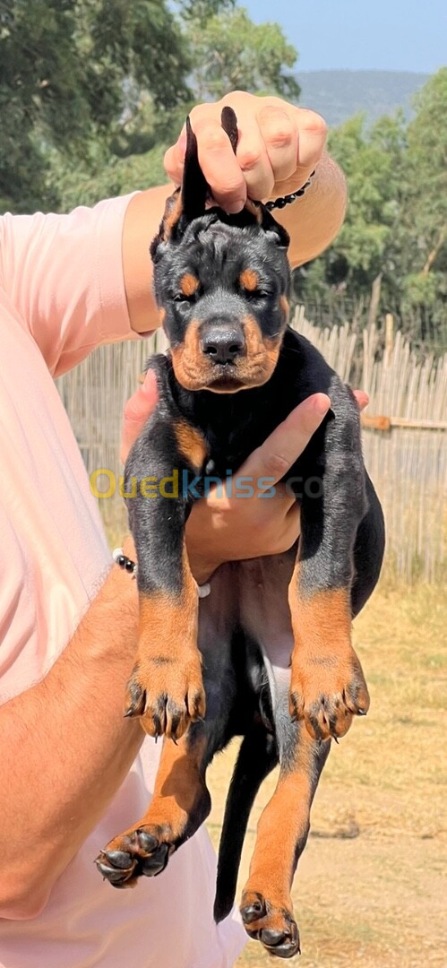 Doberman chiots