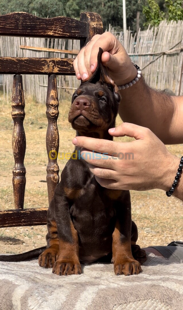 Doberman chiots