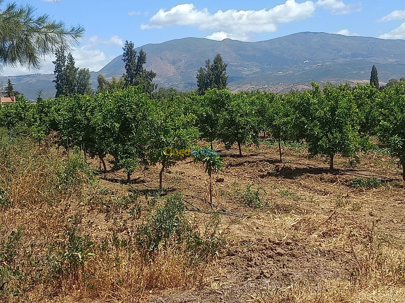 Vente Terrain Aïn Defla Khemis miliana