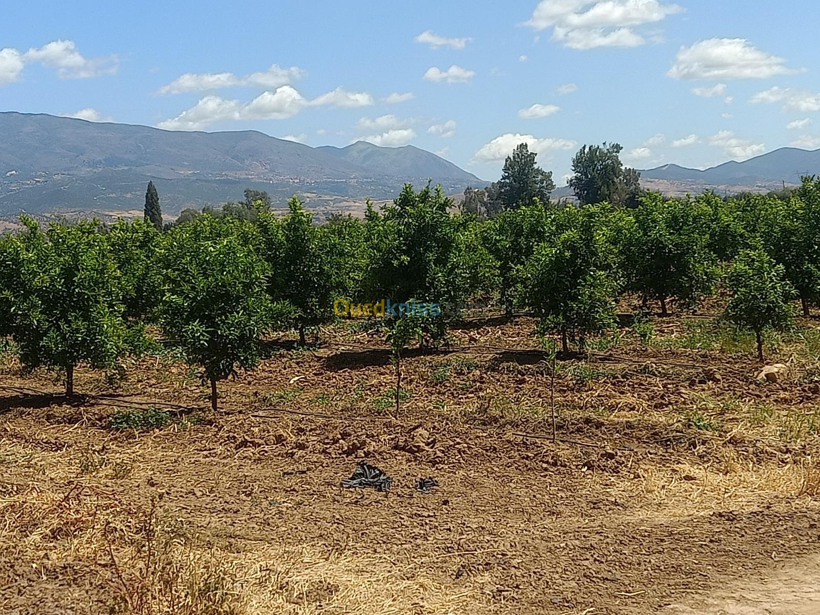 Vente Terrain Aïn Defla Khemis miliana