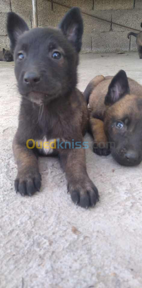 Vend chiot malinois charbonné grande taille 