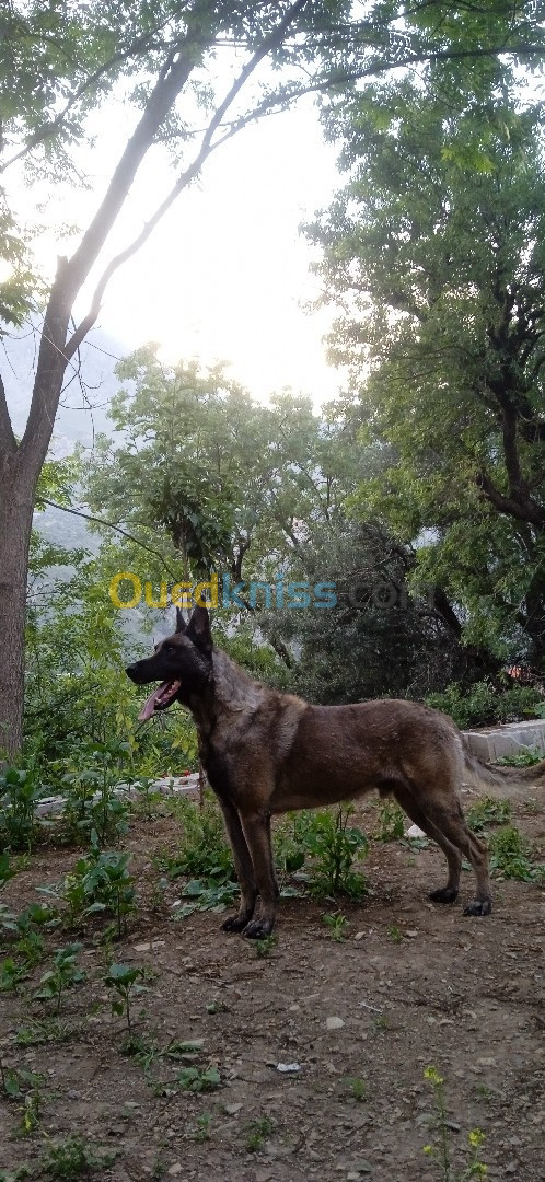 Vend chiot malinois charbonné grande taille 