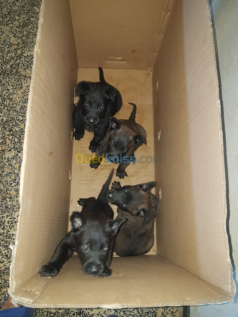 une femelle malinois bleu mexicain à vendre avec 4 chiots