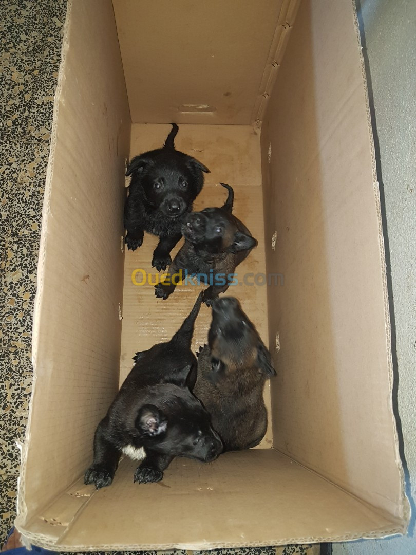 une femelle malinois bleu mexicain à vendre avec 4 chiots