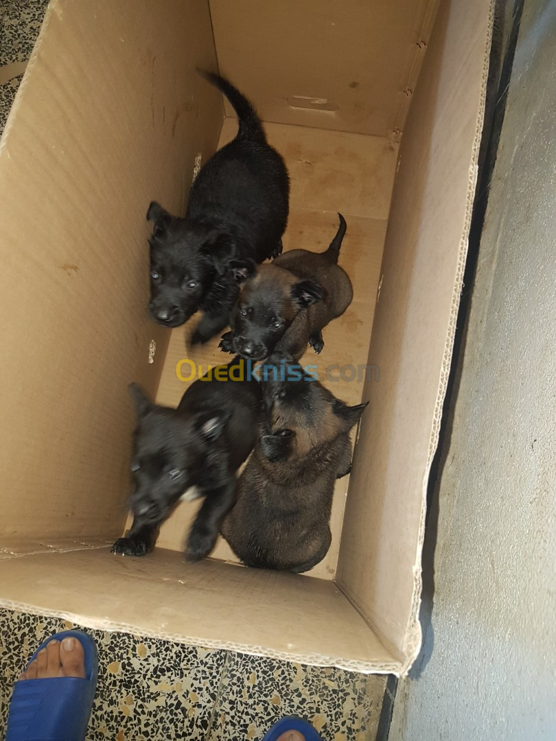 une femelle malinois bleu mexicain à vendre avec 4 chiots