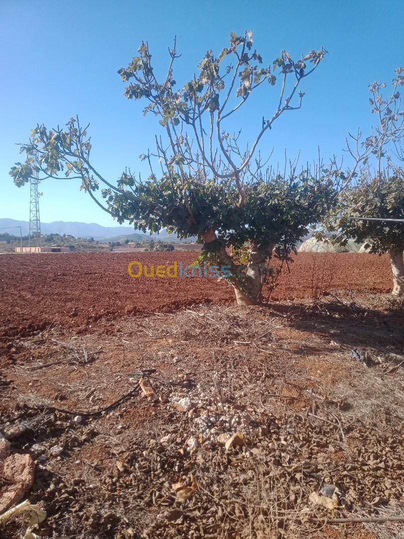 Vente Terrain Agricole Tipaza Sidi amar