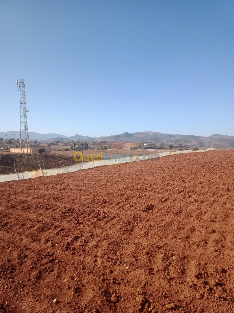 Vente Terrain Agricole Tipaza Sidi amar