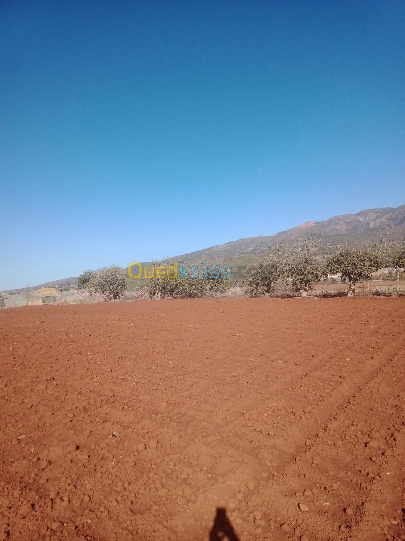 Vente Terrain Agricole Tipaza Sidi amar