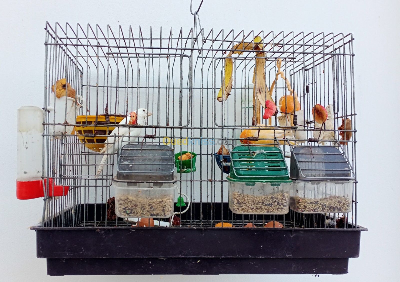 Couple Canaris+ cage+ accessoires 