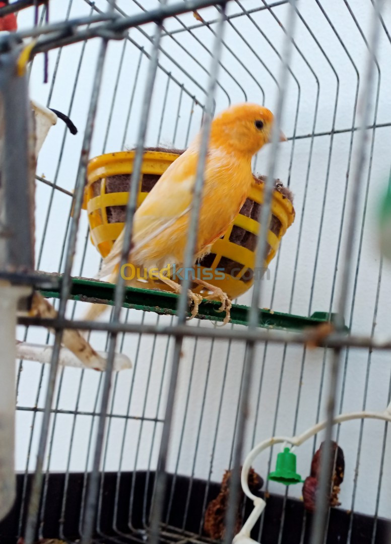 Couple Canaris+ cage+ accessoires 