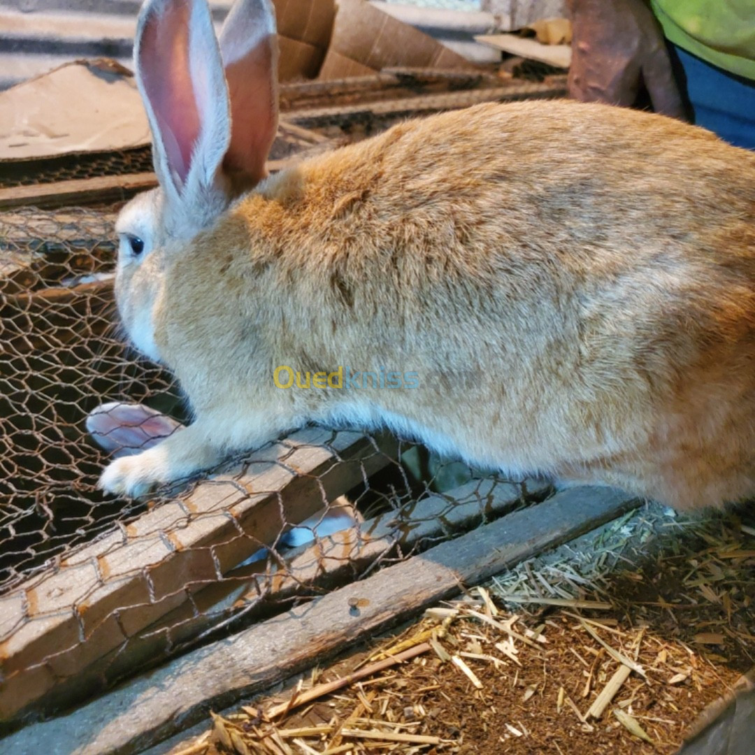 Vente de Lapins Locaux