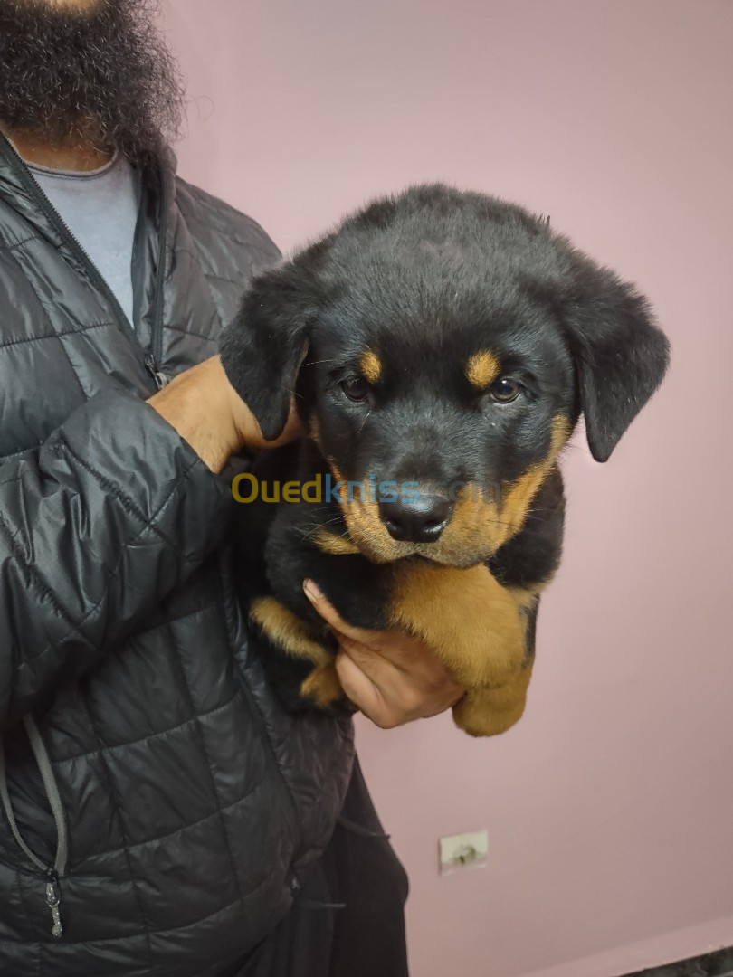 Rottweiler Alger Alg rie