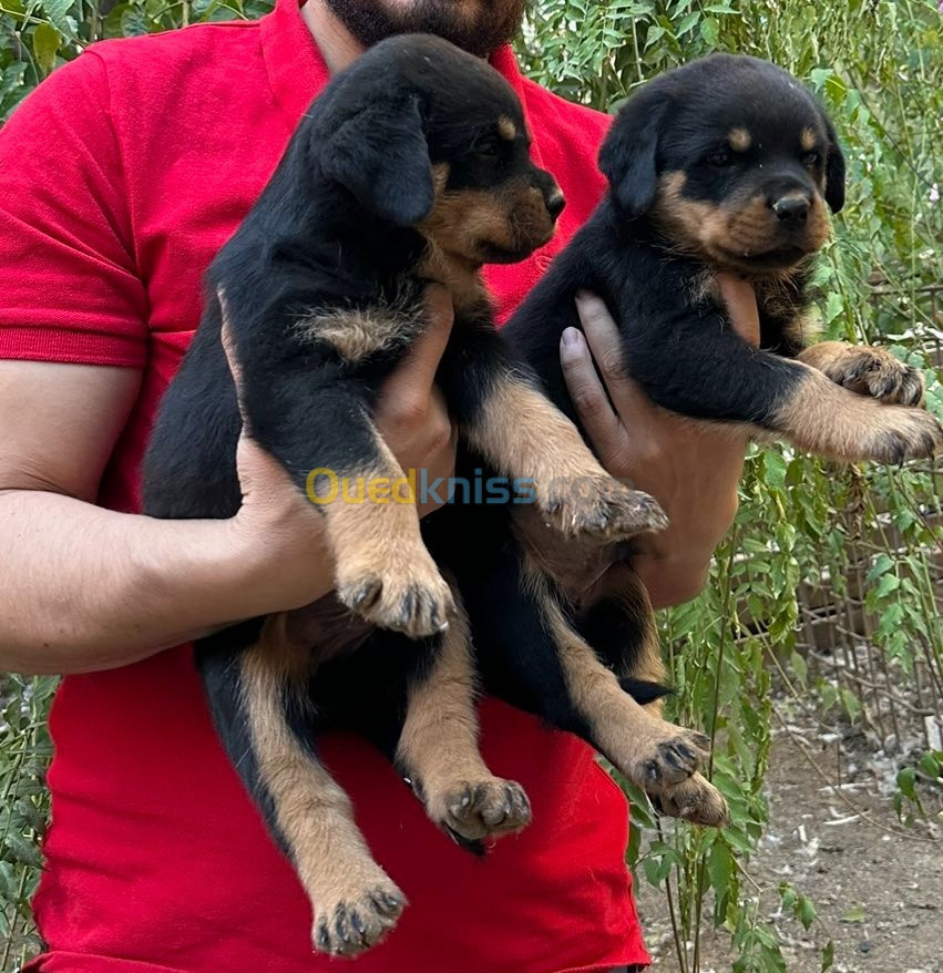 Chiot Rottweiler Serbie 