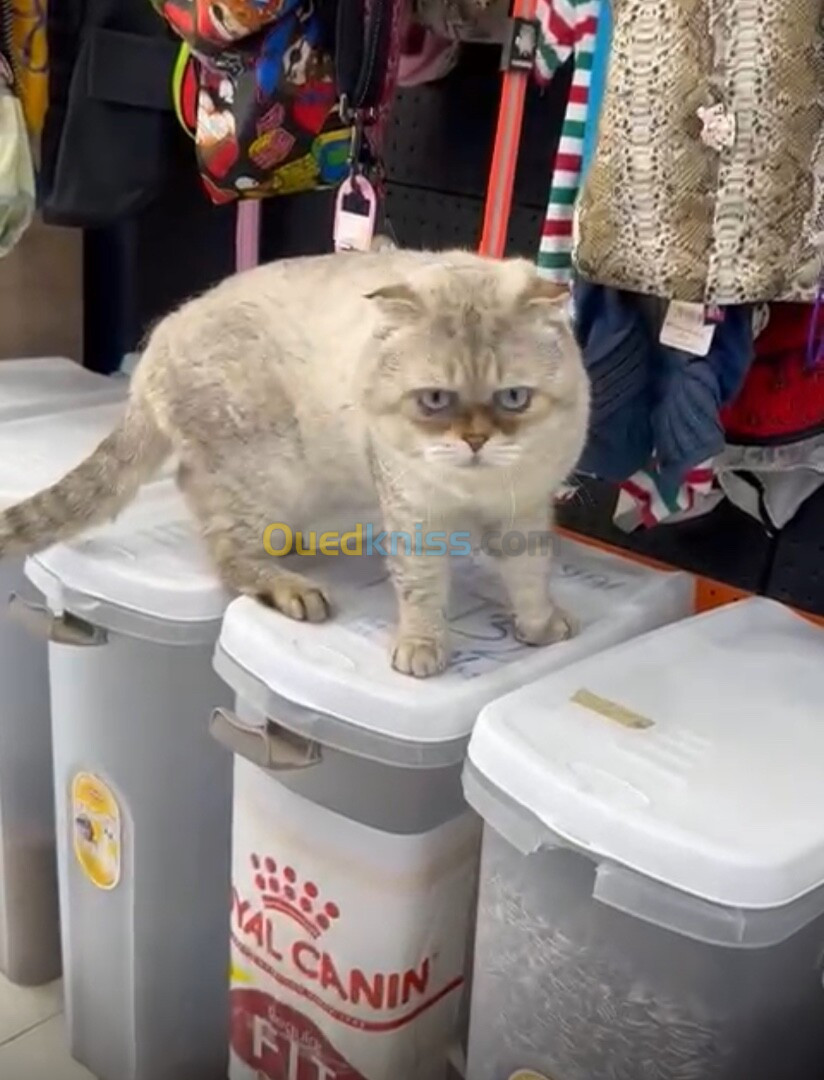 Scottish fold pour accouplement