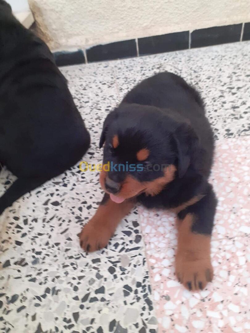 Rottweiler