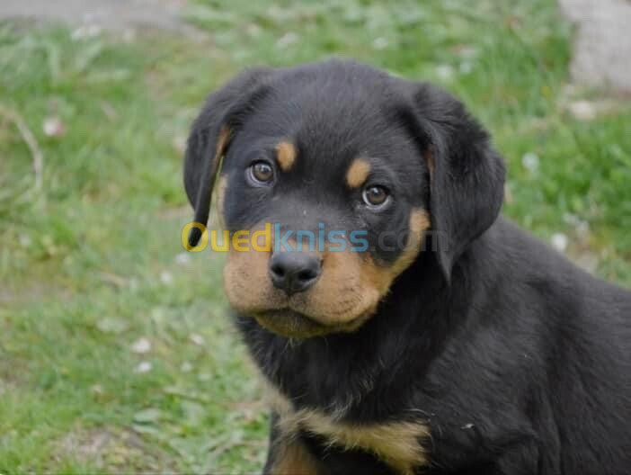 Rottweiler