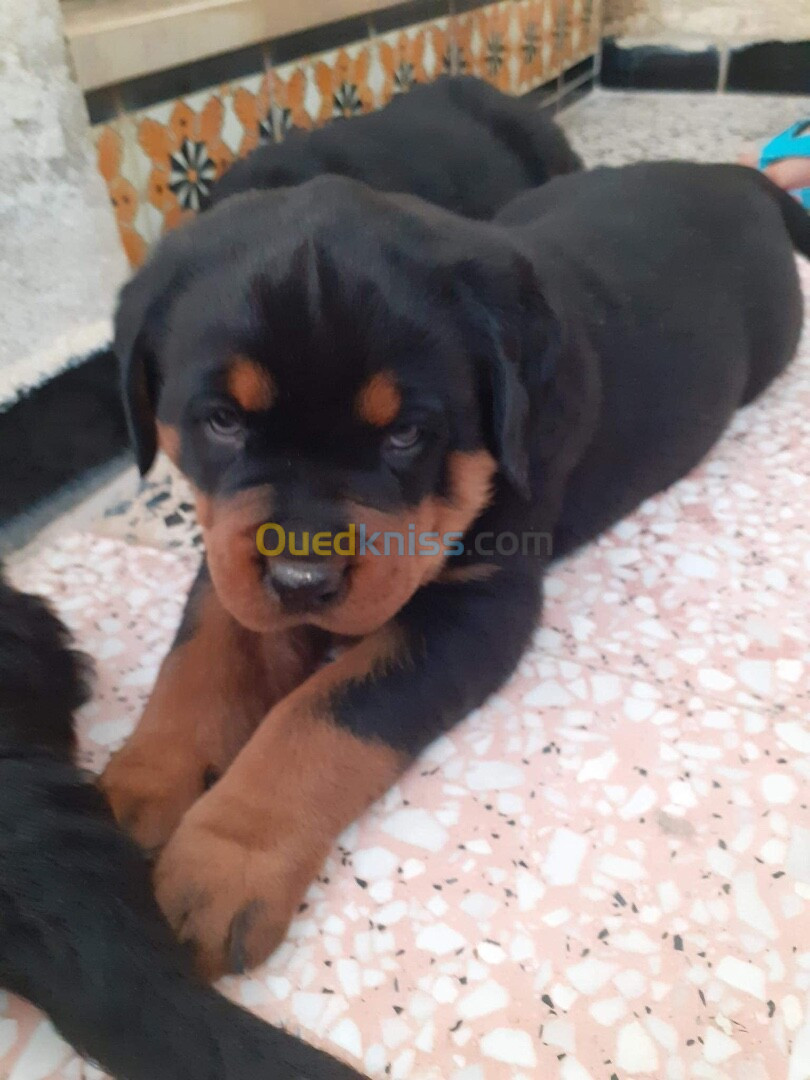 Rottweiler