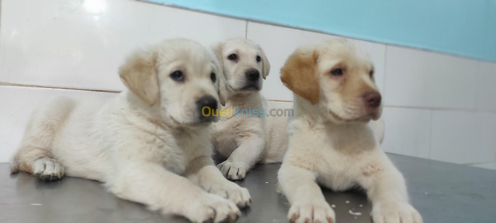 Labrador pure race 