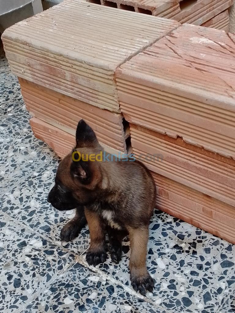 Chien malinois charbouni 29jr 