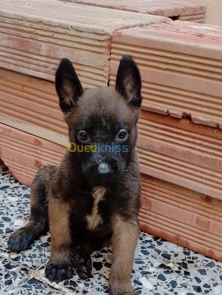 Chien malinois charbouni 29jr 