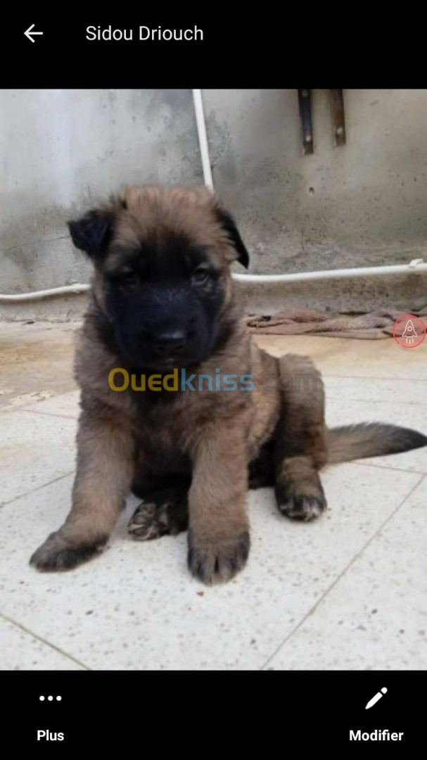 Chiot berger allemand poil long