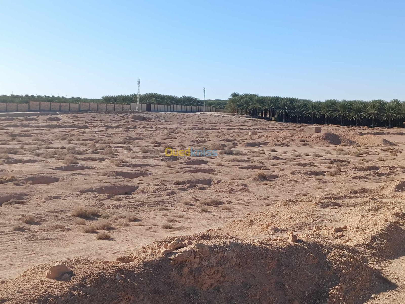 Vente Terrain Agricole Biskra El ghrous