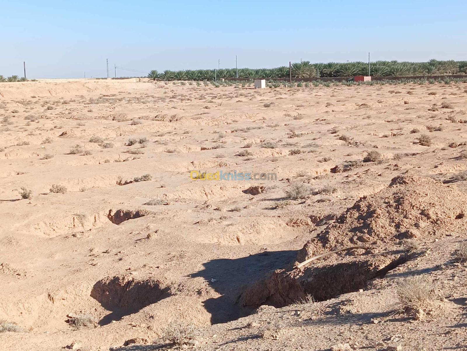 Vente Terrain Agricole Biskra El ghrous