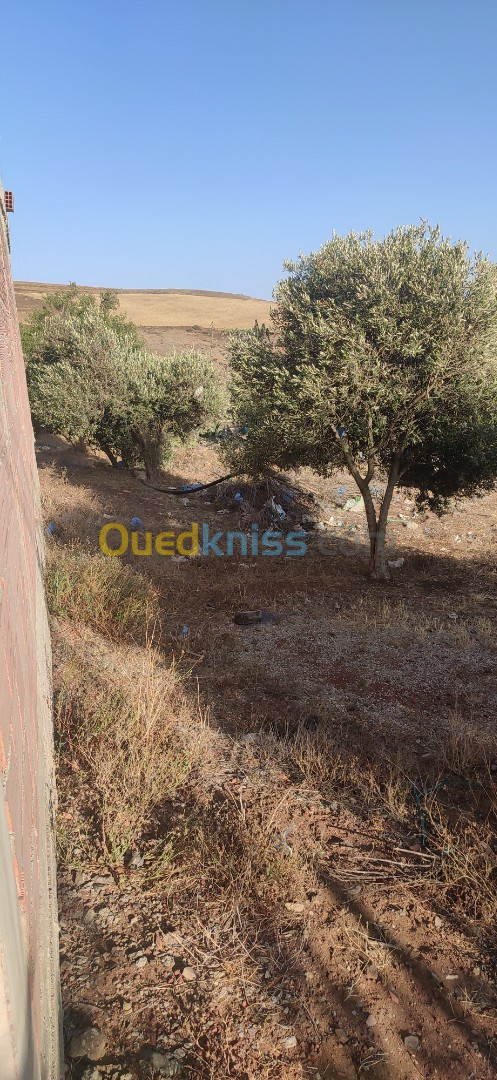 Vente Terrain Aïn Témouchent Oulhaca el gheraba