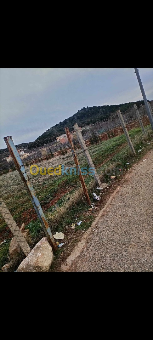 Vente Terrain Tlemcen Mansourah