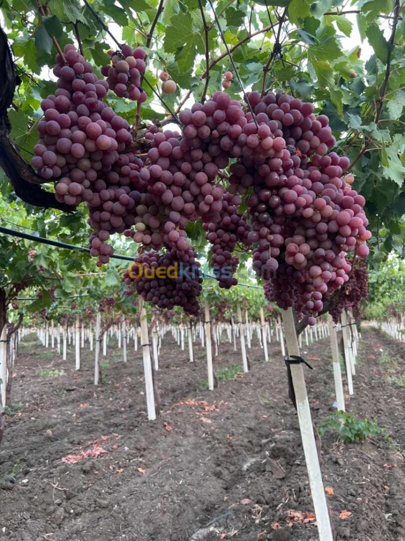 Vente Terrain Agricole El Tarf Zerizer