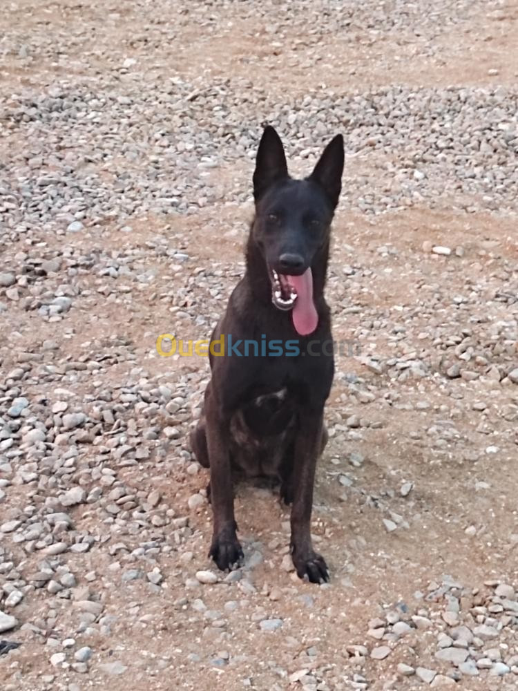 Malinois charboni 