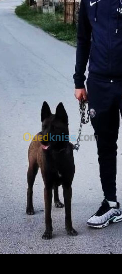 Femelle malinois bleu mexicain 