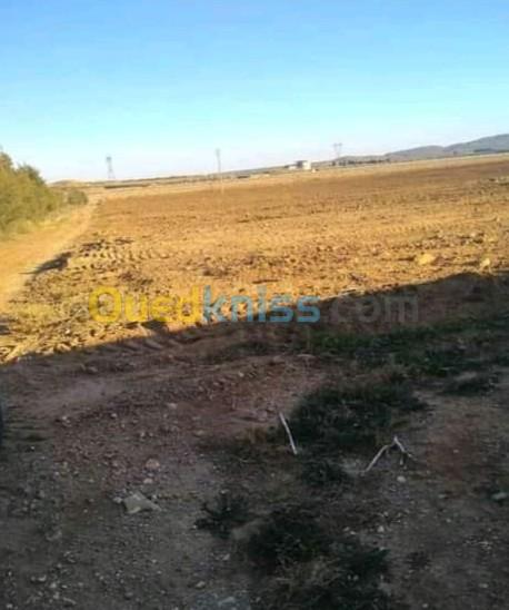 Vente Terrain Agricole Djelfa Benhar