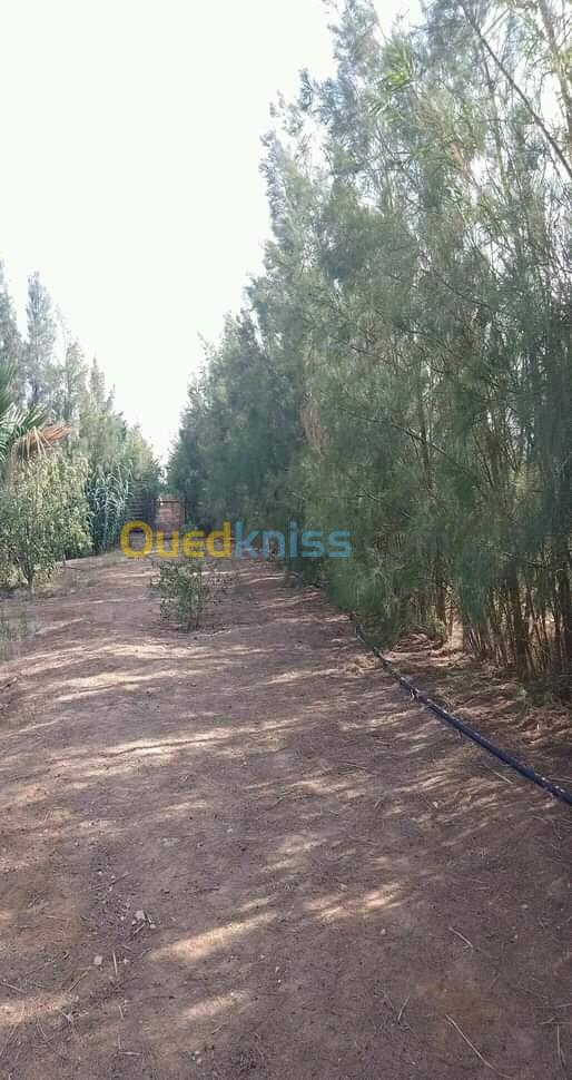 Vente Terrain Agricole Djelfa Benhar