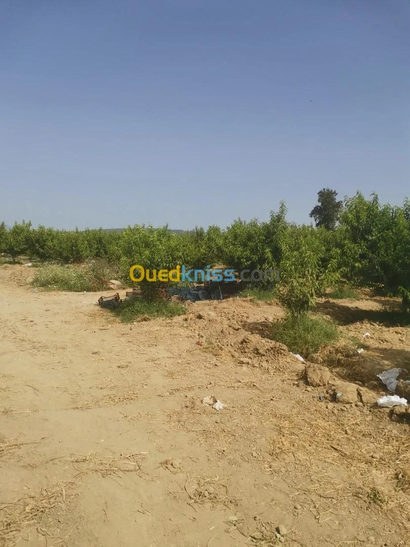 Vente Terrain Agricole Tipaza Sidi rached