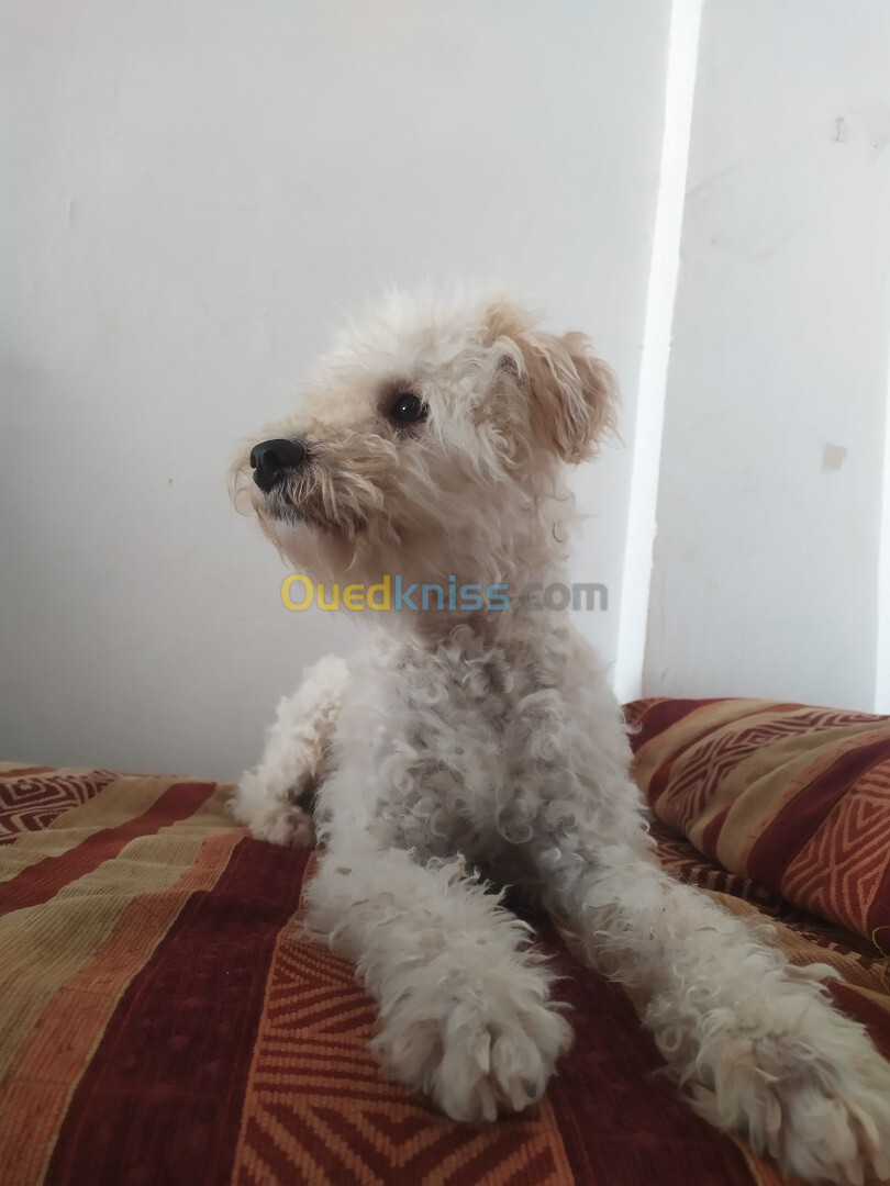 Caniche bichon male rass Espagnole 