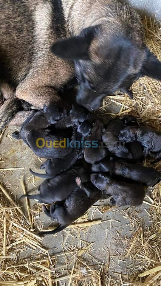 Femelle malinois pur race 20 mois