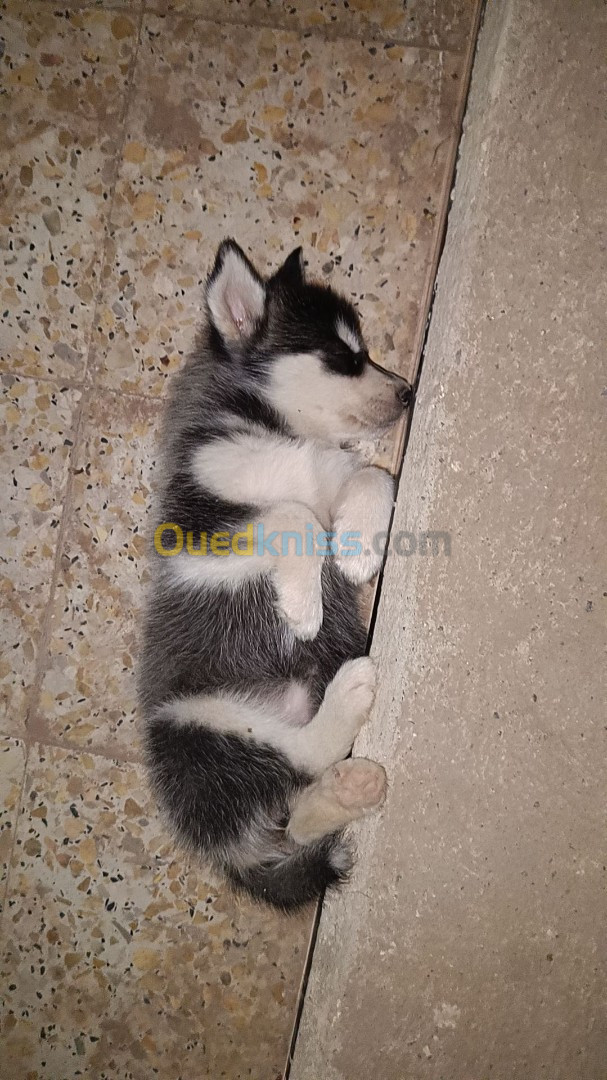 Chiot husky (female)