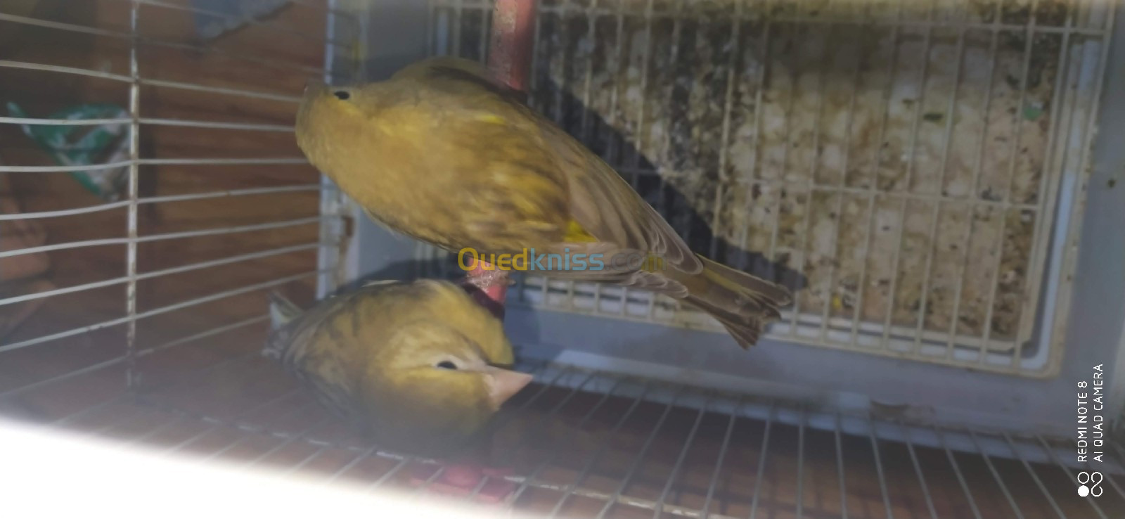   7 Jaune Canari Mosaique