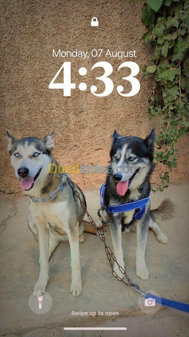 husky couple sibérien سومة شابة