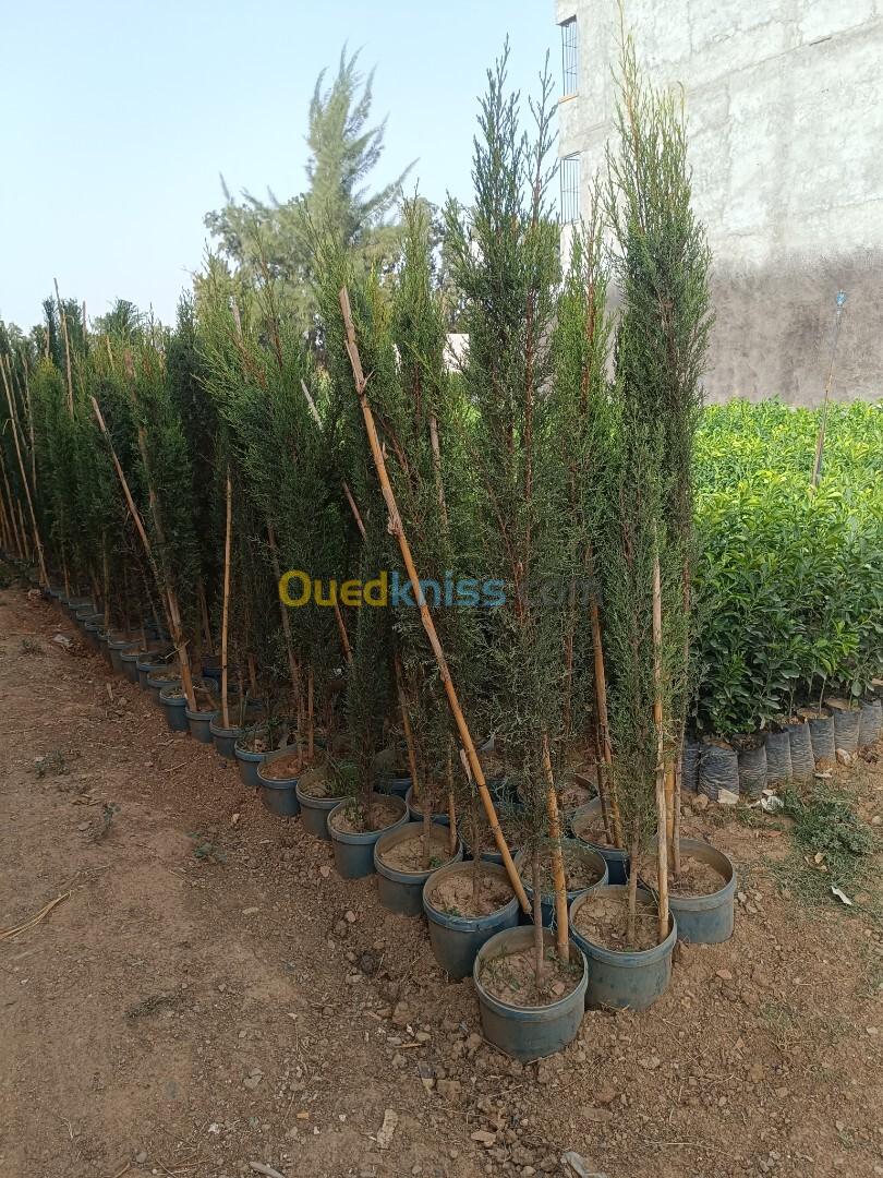 Cyprès et casuarina اشجار التسييج 