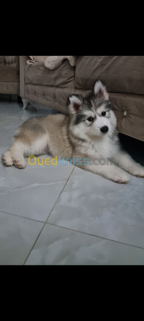 Husky malamute 