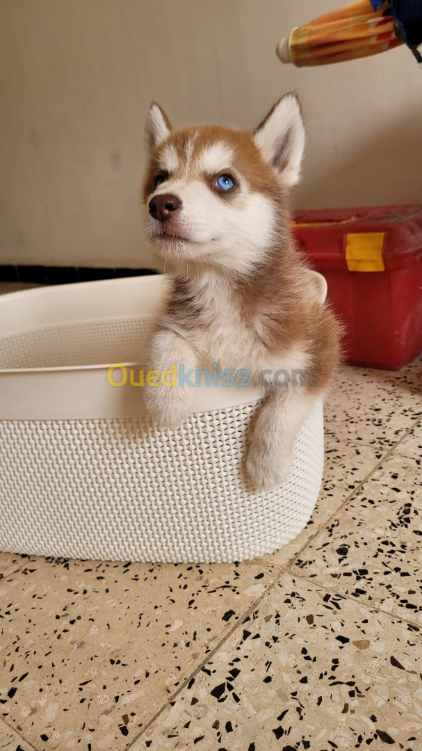 Husky sibérien 