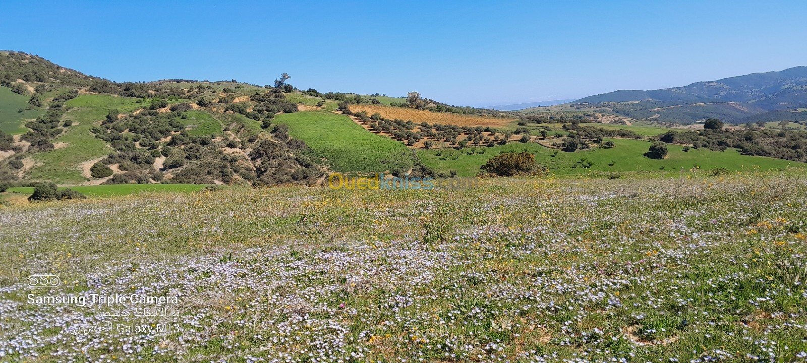 Vente Terrain Tipaza Tipaza