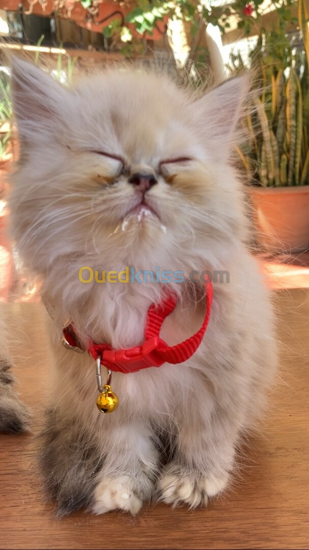 Chaton Femelle persan himalayenne 