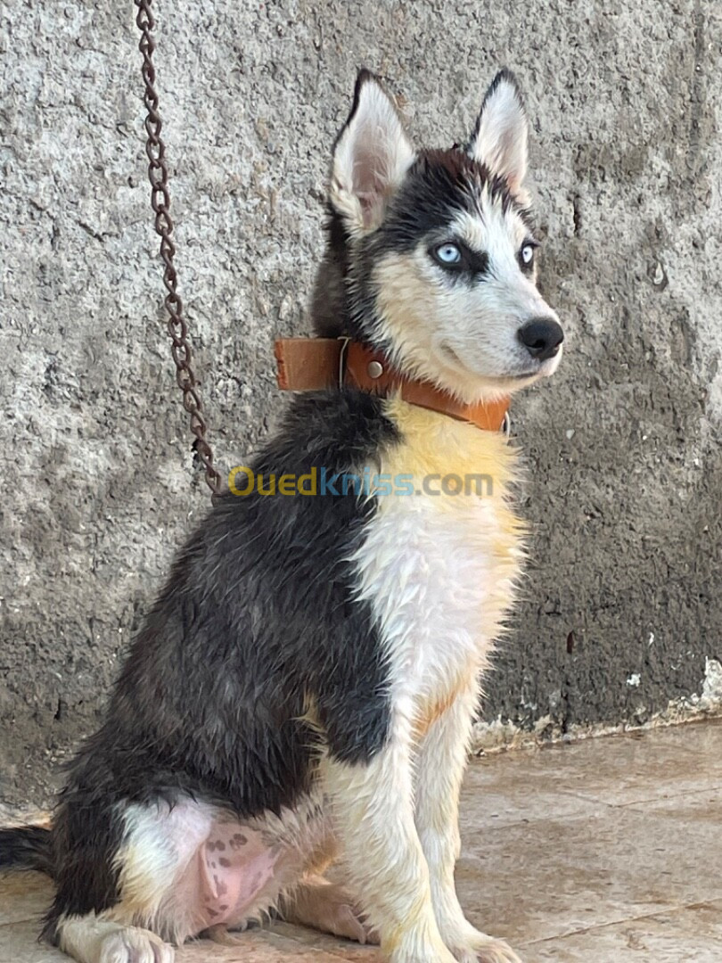 Husky sibérien femelle 