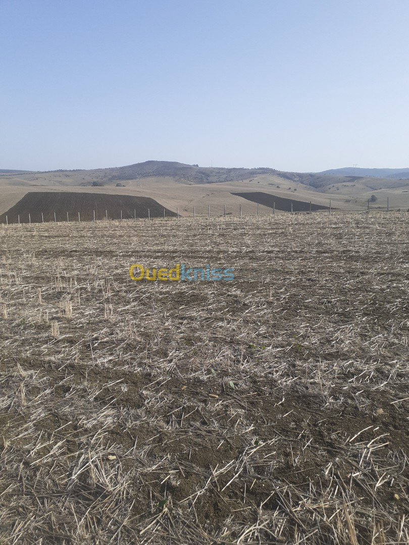 Vente Terrain Agricole El taref Chefia